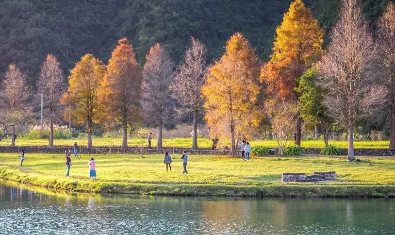 宜蘭落羽松景點 宜蘭落羽松景點