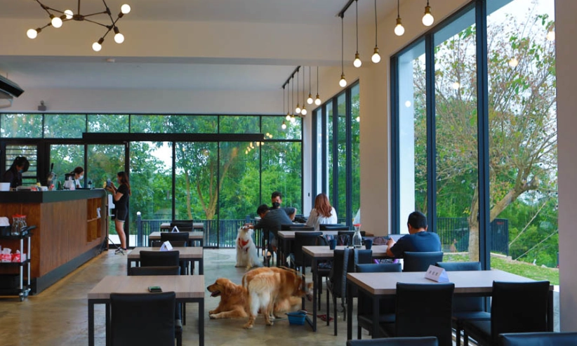 鹿港寵物友善餐廳全攻略：帶毛孩輕鬆用餐的實用指南