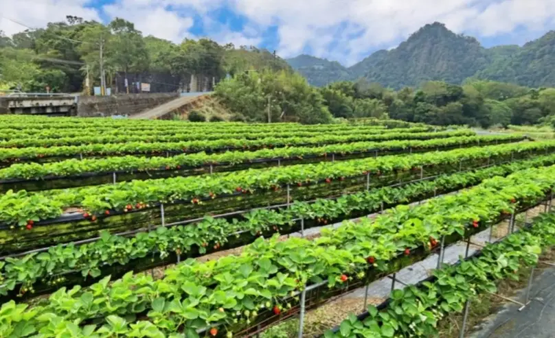 大湖草莓園推薦 大湖草莓園推薦