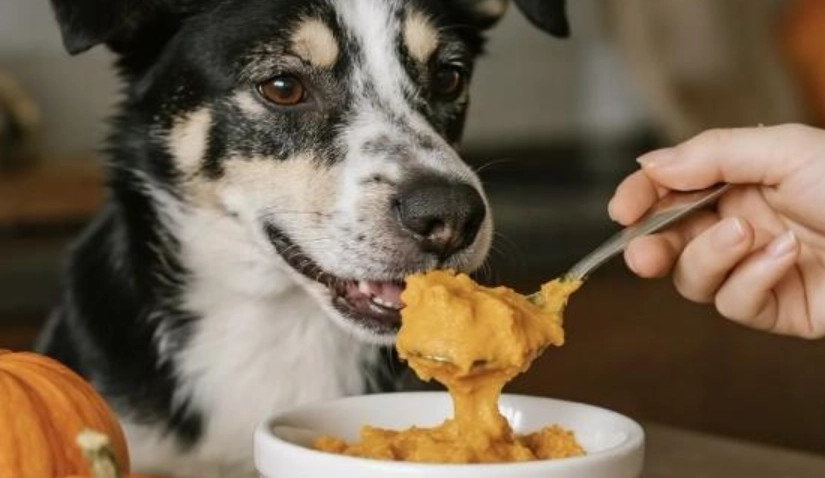 狗狗腸胃不適食物 狗狗腸胃不適食物