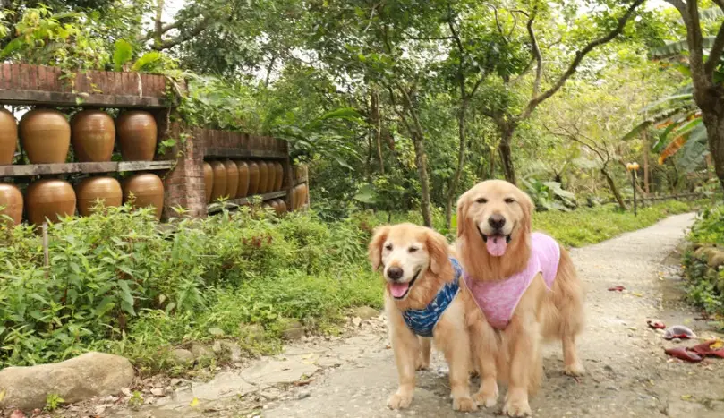 台湾宠物景点全攻略：带毛孩出游必看清单与避坑指南