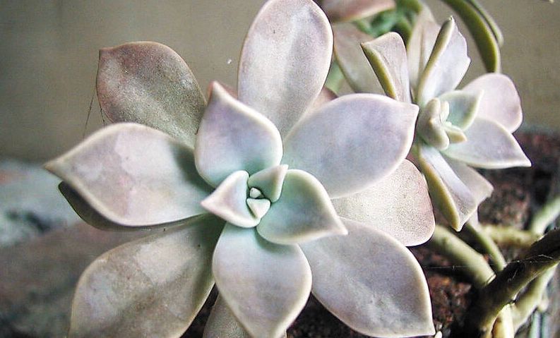 石蓮花禁忌