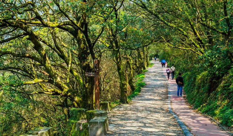 陽明山步道難度 陽明山步道難度