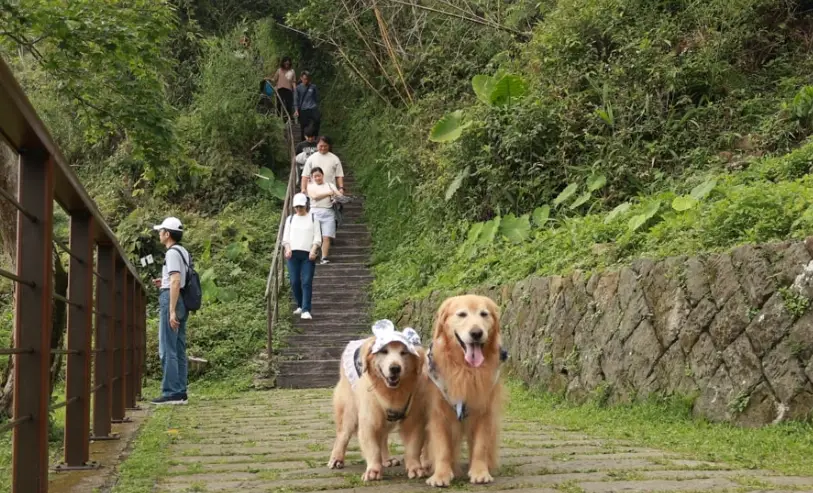 帶狗爬山 帶狗爬山
