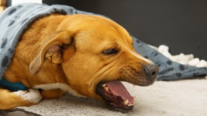 犬舍咳症狀全解析：從識別、照顧到預防的完整指南