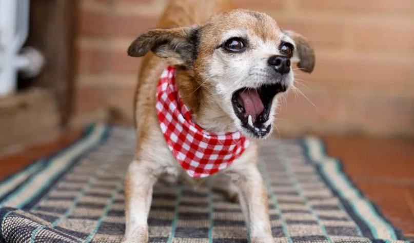 毛孩犬舍咳照顧全攻略：症狀判別、居家護理與預防關鍵