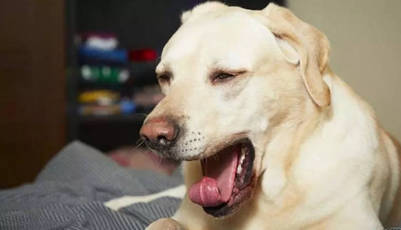 犬舍咳治療方法 犬舍咳治療方法