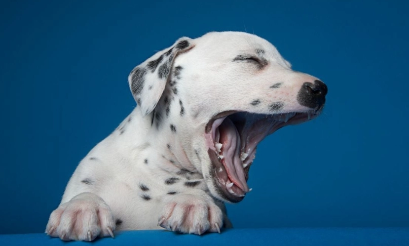 犬舍咳治療方法 犬舍咳治療方法