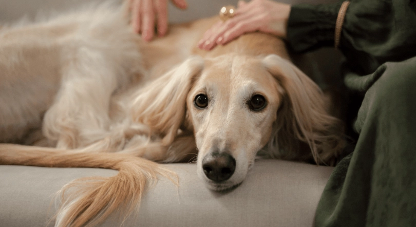 犬舍咳症狀 犬舍咳症狀