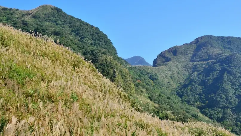 燦光寮山芒花 燦光寮山芒花