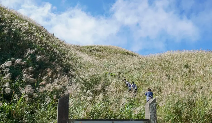 九份燦光寮山芒花季攻略：金色浪花下的登山與攝影指南