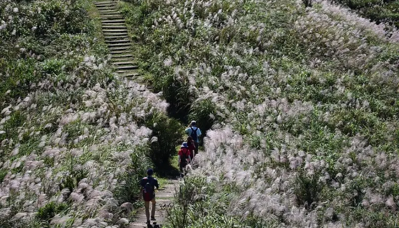 燦光寮山芒花 燦光寮山芒花