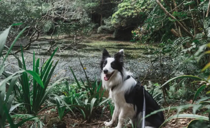 帶毛孩爬山去！台北5條親測友善狗狗步道攻略與注意事項