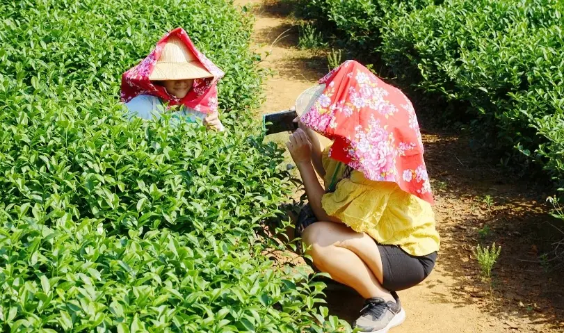南投體驗行程終極指南：三天兩夜深度玩透茶香、手作與山林秘境