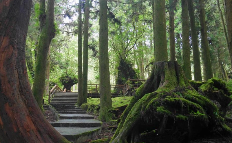 阿里山行程規劃 阿里山行程規劃
