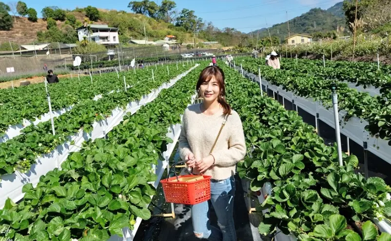 大湖草莓 大湖草莓