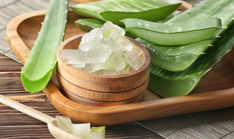狗狗擦蘆薈 狗狗擦蘆薈