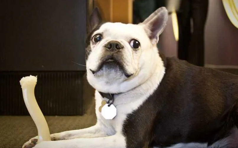 犬舍咳康復 犬舍咳康復