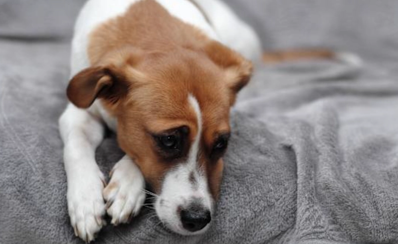 犬舍咳會好嗎？治療、康復與預防全攻略