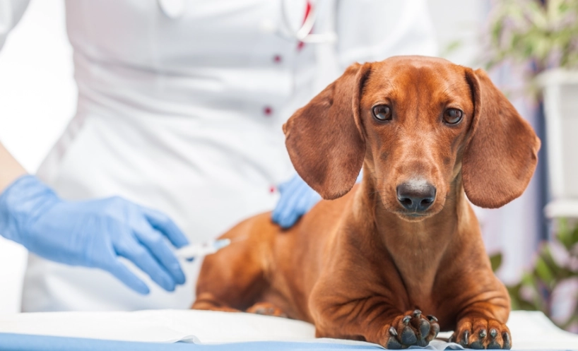犬舍咳症狀 犬舍咳症狀