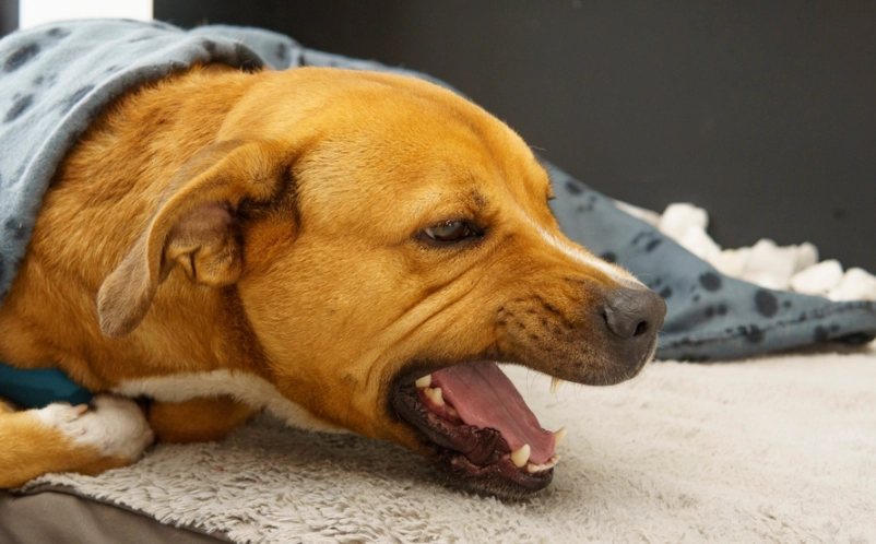 犬舍咳治療 犬舍咳治療