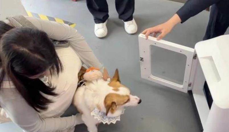 寵物運輸 寵物運輸