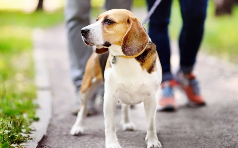 狗狗出門一直叫怎麼辦？獸醫與訓犬師聯手破解原因與解決方法