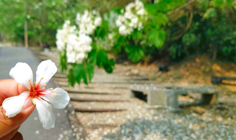 油桐花季 油桐花季