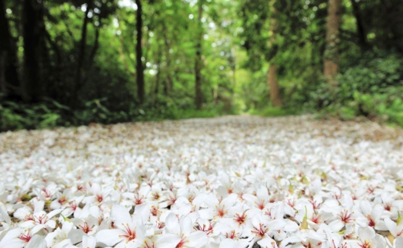 油桐花步道 油桐花步道