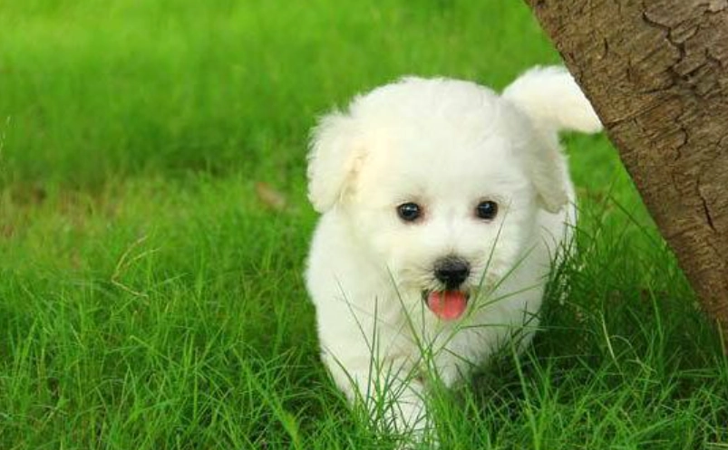狗肺炎治療 狗肺炎治療