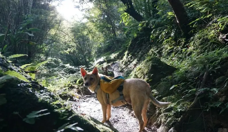 狗狗登山裝備 狗狗登山裝備