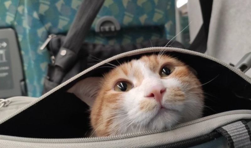 高铁猫：台湾高铁站周边萌猫景点全攻略与亲身经验分享