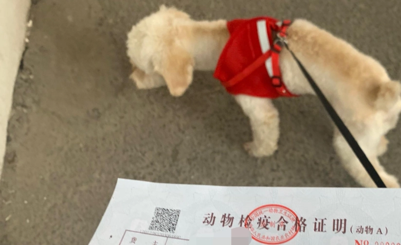 動物檢疫合格證明申請全攻略：寵物出國必備文件教學