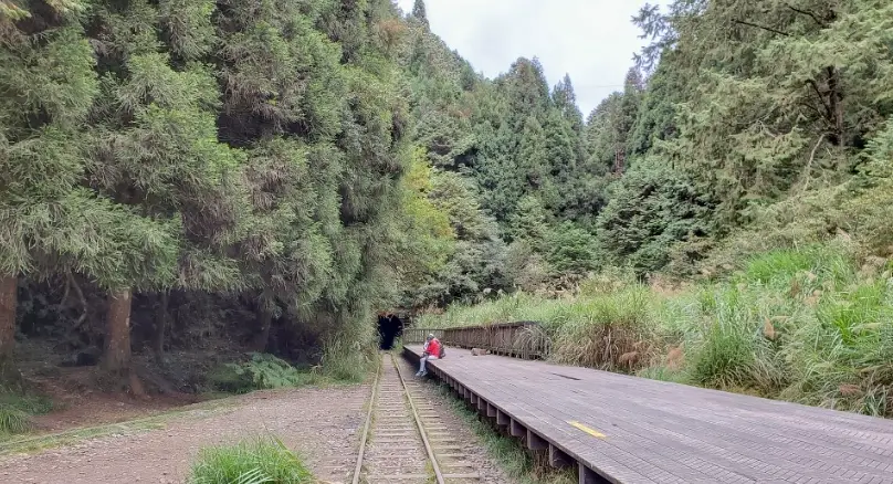 阿里山眠月線徒步實錄：安全路線、交通與隱藏景點