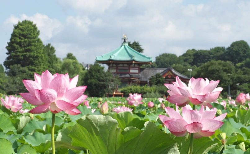 上野公園蓮花觀賞指南：花期、交通、拍照技巧一次掌握