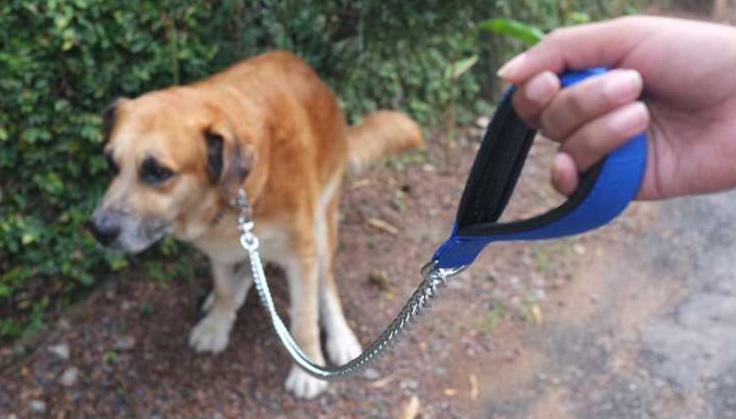 狗狗拉肚子黏液：原因、症狀與緊急處理