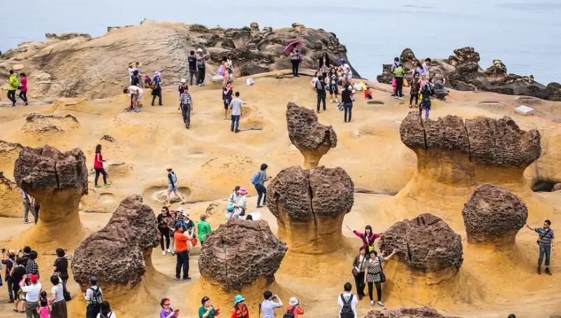 帶寵物去北海岸 帶寵物去北海岸