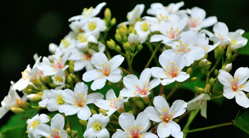 油桐花賞花