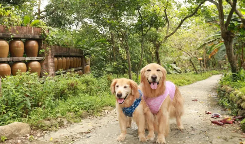 帶寵物去北海岸 帶寵物去北海岸