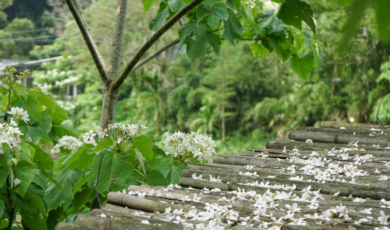 油桐花賞花 油桐花賞花