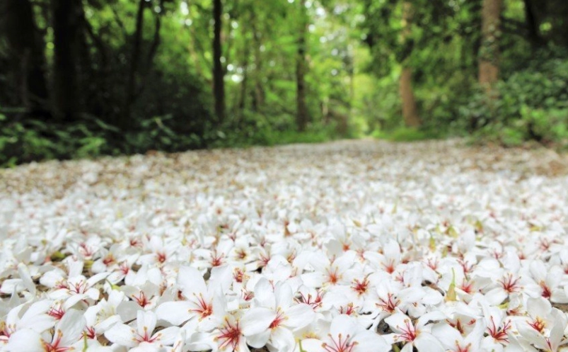 台灣油桐花 台灣油桐花