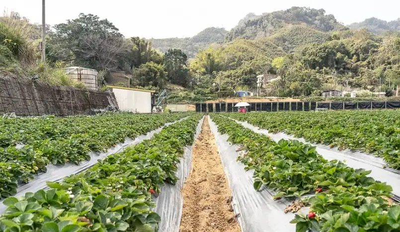 大湖草莓