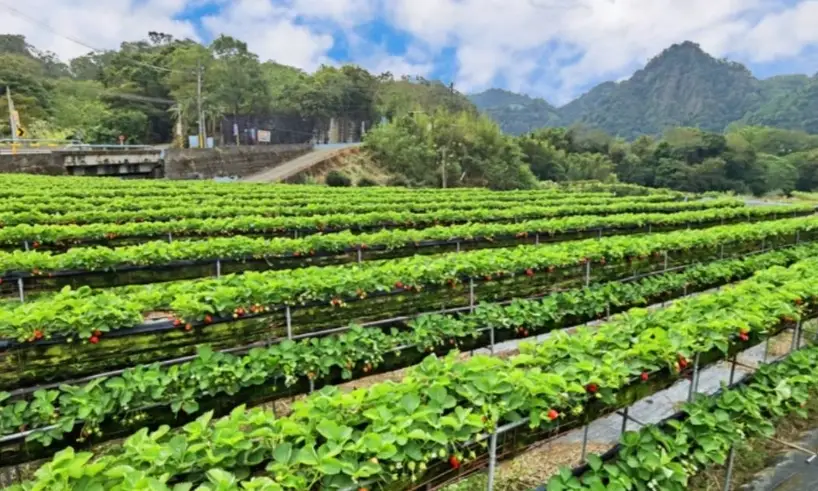 草莓季节