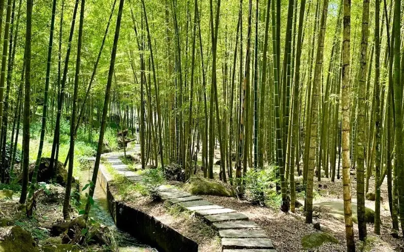 台灣油桐花 台灣油桐花