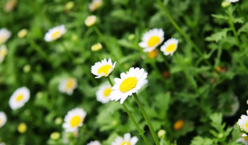 小雛菊照顧 小雛菊照顧