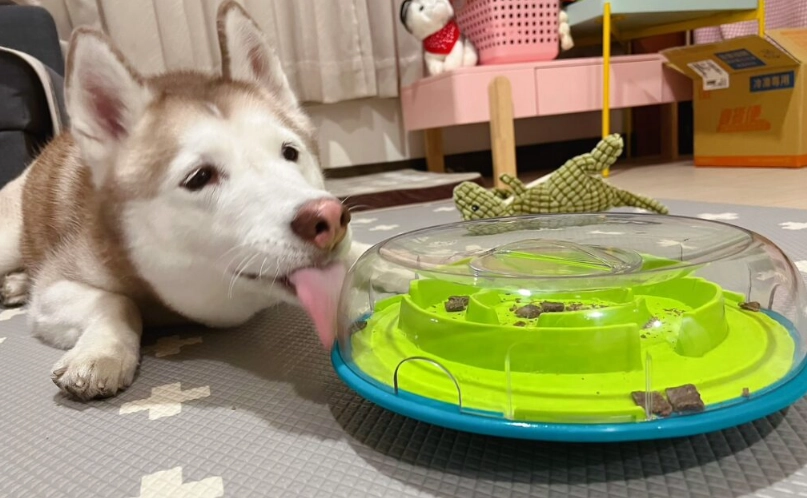 狗狗誤食塑膠玩具？緊急處理與安全玩具挑選指南