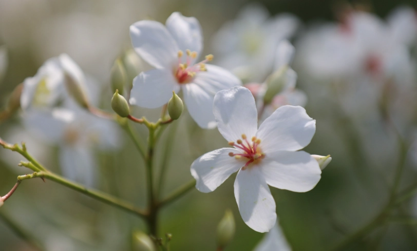 油桐花賞花 油桐花賞花