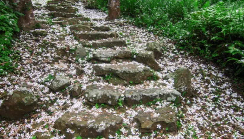 台灣油桐花 台灣油桐花