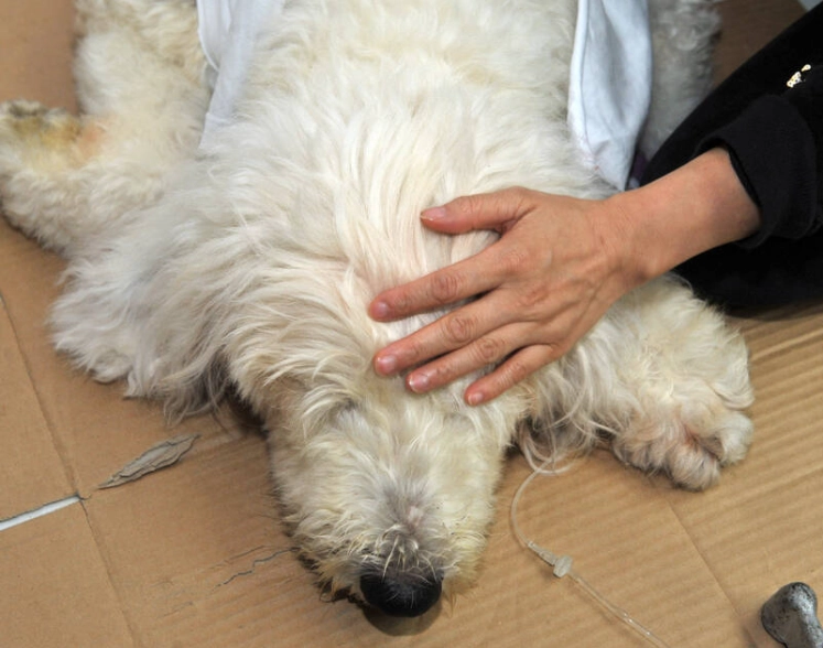 犬慢性支氣管炎 犬慢性支氣管炎
