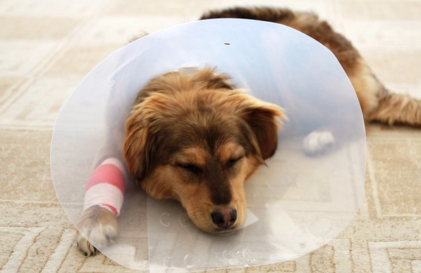 犬慢性支氣管炎 犬慢性支氣管炎